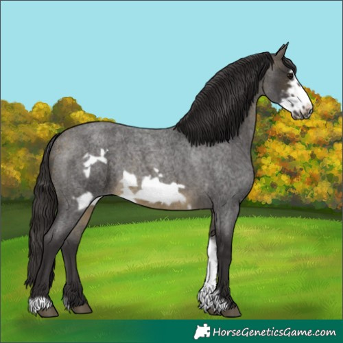 Horse Color:Buckskin Roan Sabino Frame 