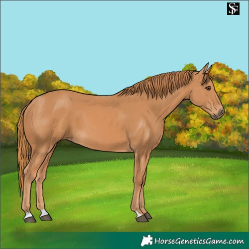 Horse Color:Chestnut 