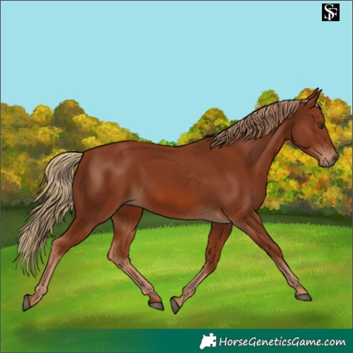 Horse Color:Chestnut 