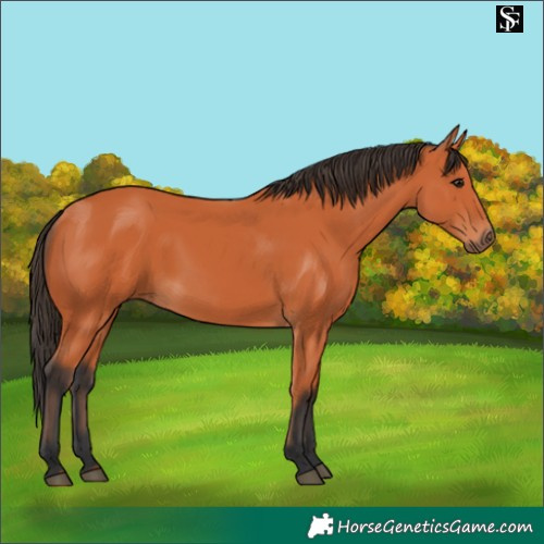 Horse Color:Bay 