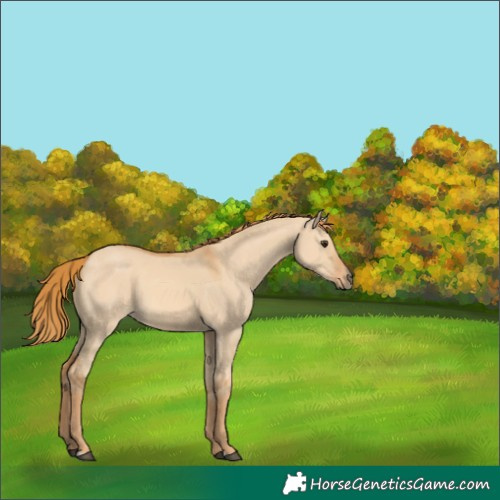 Horse Color:Red Dun 