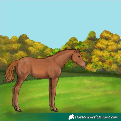 Horse Color:Chestnut 