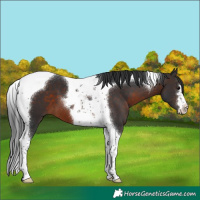 Horse Color:Brown Tobiano 