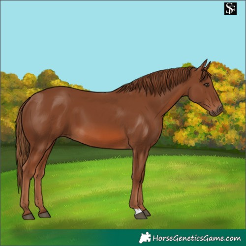 Horse Color:Chestnut 