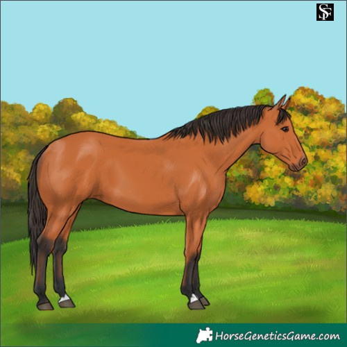 Horse Color:Bay 
