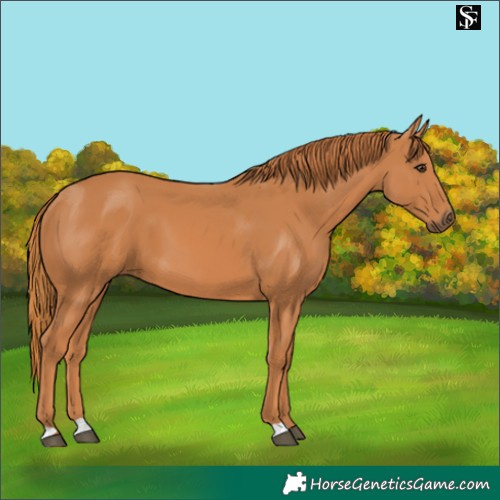 Horse Color:Chestnut 