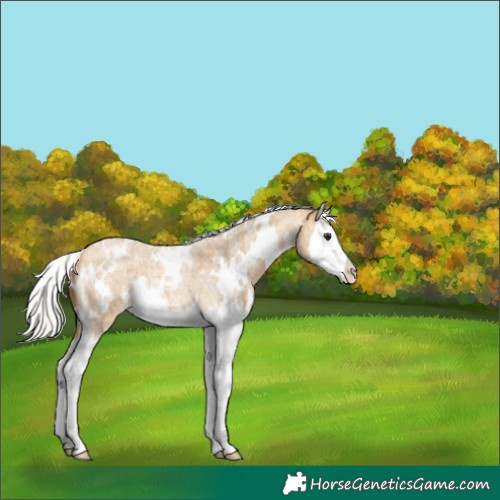Horse Color:White Spotted Silver Buckskin Roan Splash 