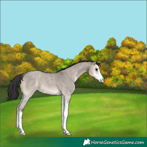 Horse Color:Smoky Grullo Roan Onyx Sabino 