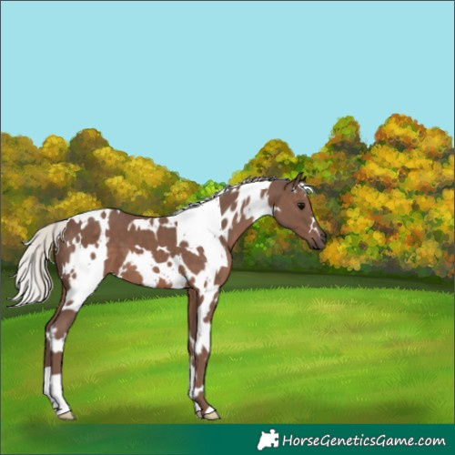 Horse Color:White Spotted Silver Black 
