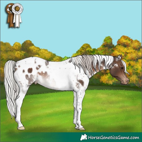 Horse Color:White Spotted Silver Brown Tobiano Blanket Rabicano 