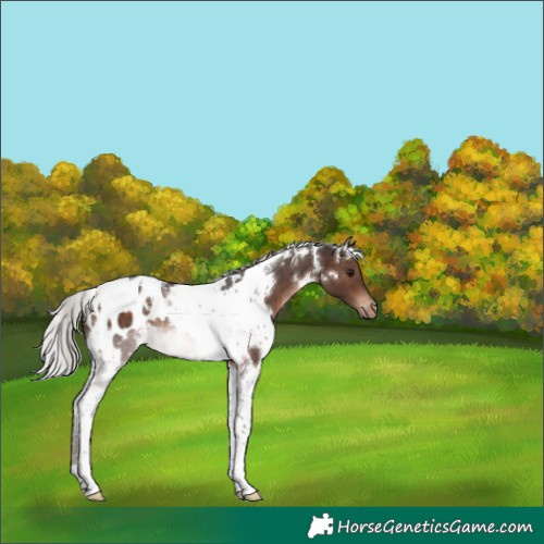 Horse Color:White Spotted Silver Brown Tobiano Appaloosa Rabicano 