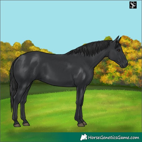 Horse Color:Black 