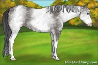 Horse Color:White Spotted Grullo