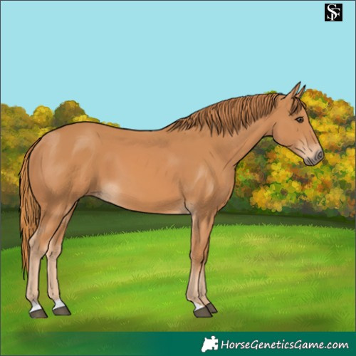 Horse Color:Chestnut 