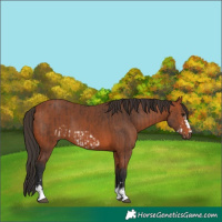 Horse Color:Bay Frame and Bay