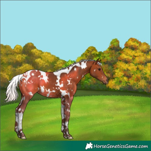 Horse Color:White Spotted Silver Bay Tobiano 