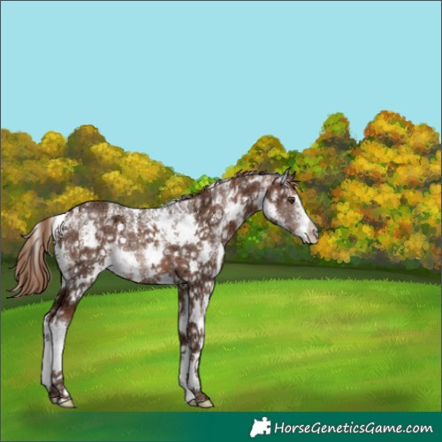 Horse Color:Chestnut Ice Sabino Rabicano 