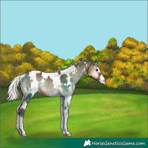 Horse Color:White Spotted Silver Blue Onyx Rabicano 