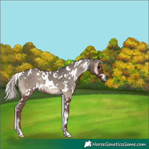 Horse Color:White Spotted Silver Blue Onyx 