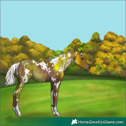 Horse Color:White Spotted Silver Black Rabicano 
