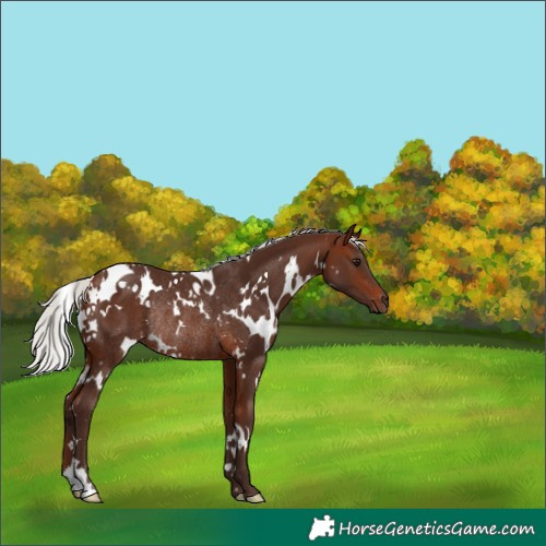 Horse Color:White Spotted Silver Brown Rabicano 