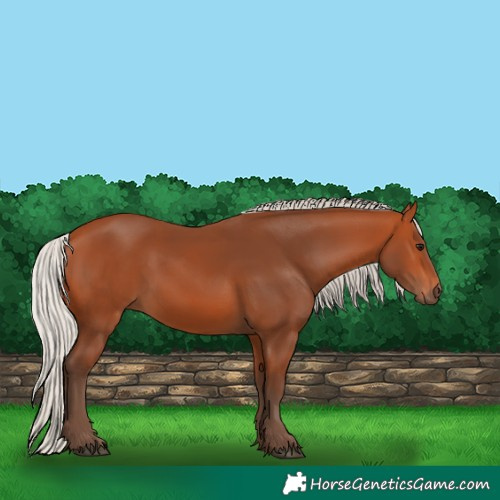Horse Color:Silver Bay 
