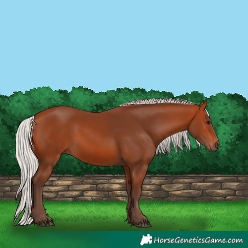 Horse Color:Silver Bay 