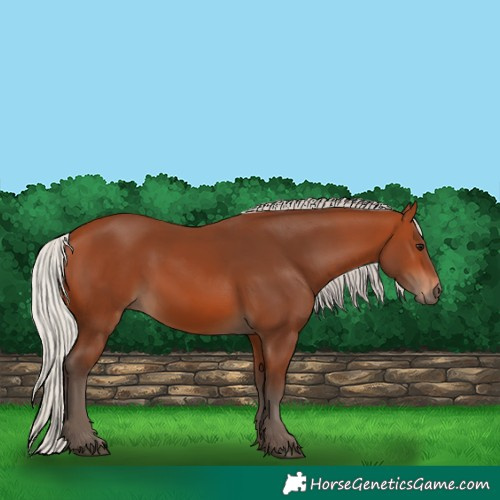 Horse Color:Silver Bay 