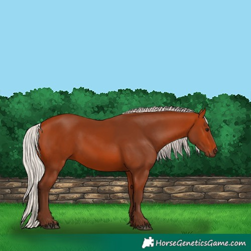 Horse Color:Silver Bay 