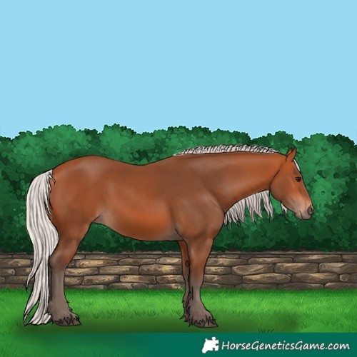 Horse Color:Silver Bay 