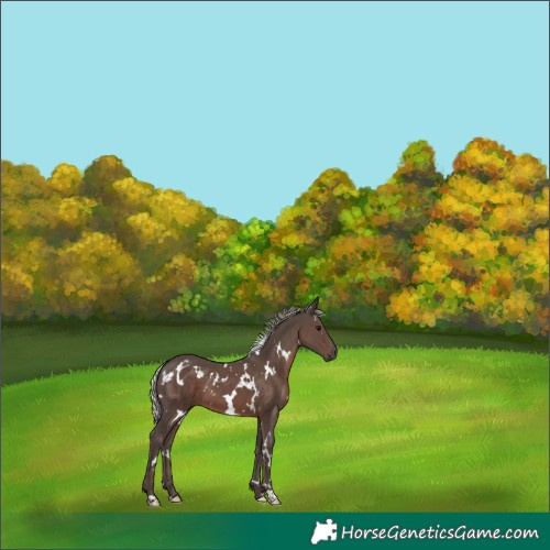 Horse Color:White Spotted Silver Black 