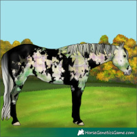 Horse Color:Void Watercolor Plaid  White Spotted Silver Blue Onyx Ice Tobiano 