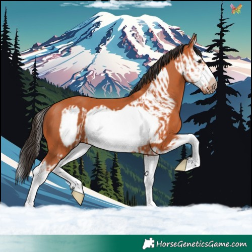 Horse Color:Bay Splash Frame and Bay Splash Frame