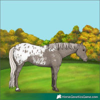 Horse Color:Silver Grullo Appaloosa 