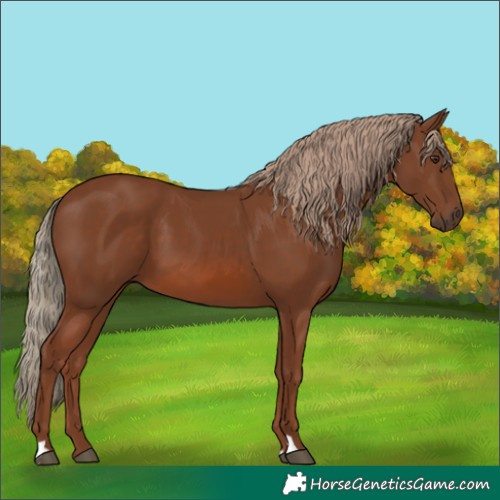 Horse Color:Chestnut 