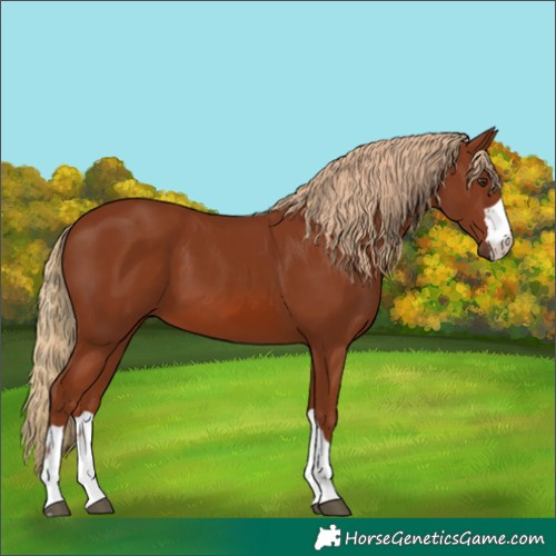 Horse Color:Chestnut 