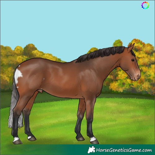 Horse Color:Bay Skewed Appaloosa 
