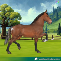 Horse Color:Bay Skewed Appaloosa 