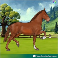 Horse Color:Chestnut Skewed LP Spotted 