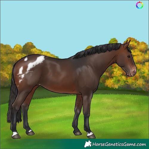 Horse Color:Brown Skewed Appaloosa