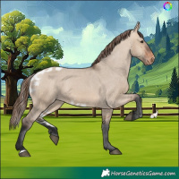 Horse Color:Bay Dun Skewed Appaloosa 
