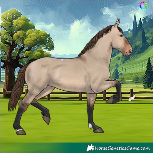 Horse Color:Bay Dun Skewed Appaloosa