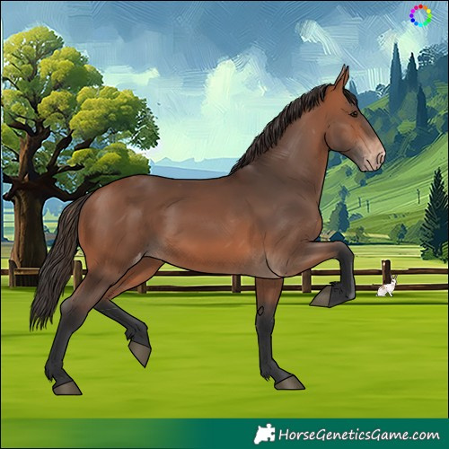 Horse Color:Bay Skewed Appaloosa