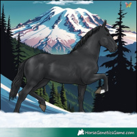 Horse Color:Black 