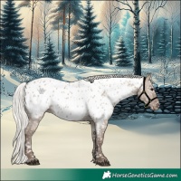 Horse Color:Silver Grullo Appaloosa 