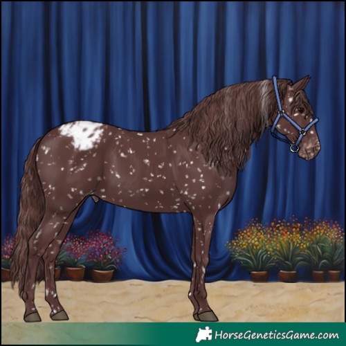 Horse Color:Chocolate Black Appaloosa