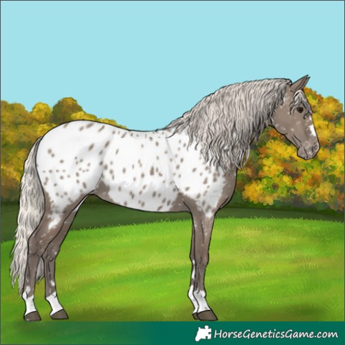Horse Color:Silver Grullo Appaloosa 