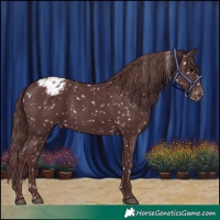 Horse Color:Chocolate Black Appaloosa