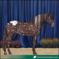 Horse Color:Chocolate Black Appaloosa 