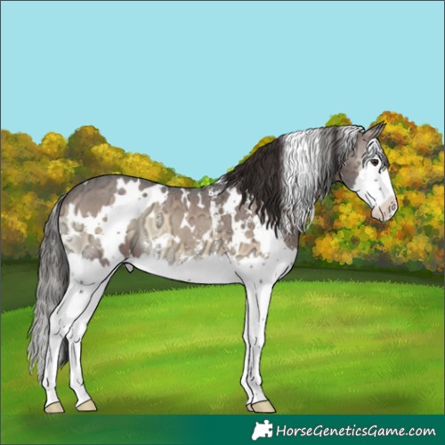 Horse Color:White Spotted Liver Red Onyx Ice Sabino Splash Appaloosa 